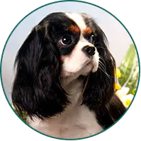 Cavalier King Charles Spaniel