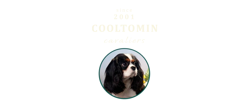 Cooltomin cavaliers kennel - header
